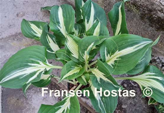 Hosta Silver Lode